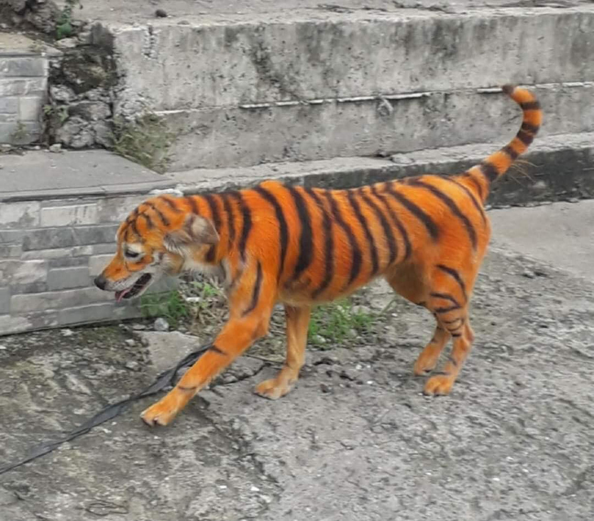 dog painted like tiger        
        <figure class=