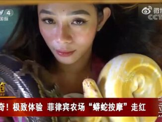 你敢體驗嗎?菲律賓推出網紅蟒蛇按摩服務