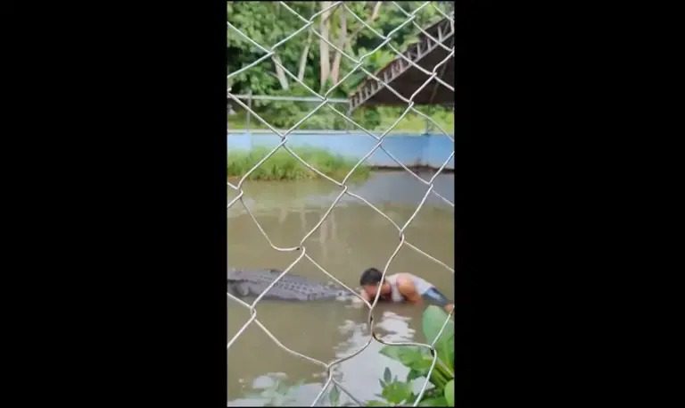 遊客爬到鱷魚上自拍遭瘋狂攻擊狠咬30分鐘